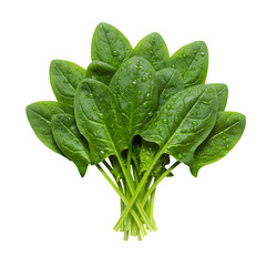 Fresh Spinach Leaves with Water Droplets on Transparent Background