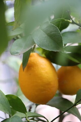 lemon tree with yellow lemon