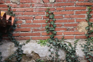red brick wall with ivy