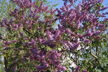 Fototapeta premium Lilac flowers bloom in spring