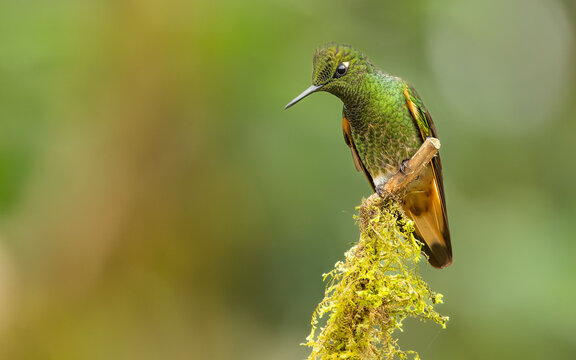  Fahlschwanzkolibri (Boissonneaua flavescens)