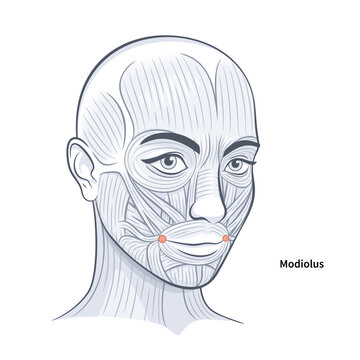 Modiolus. Facial muscles of the female. Detailed bright anatomy isolated on a white background vector illustration