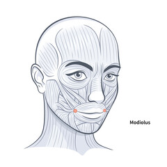 Modiolus. Facial muscles of the female. Detailed bright anatomy isolated on a white background illustration