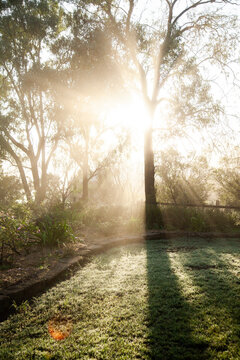 Rays of morning sunlight shining through branches of gum tree in garden