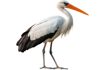 Majestic stork standing elegantly with vibrant beak