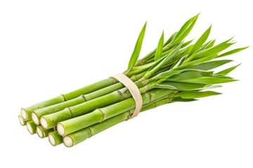 Bamboo stalks tied with twine on clear background