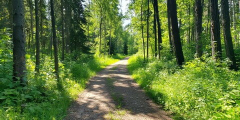 Fototapeta premium Serene Forest Pathway Through Lush Green Trees and Sunlight