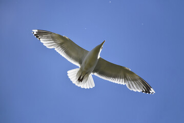 Herring gull (lat. Larus argentatus). A large seabird glides on warm updrafts. The structure of the plumage is visible in the sun. Keratin, the material of bird and dinosaur feathers.