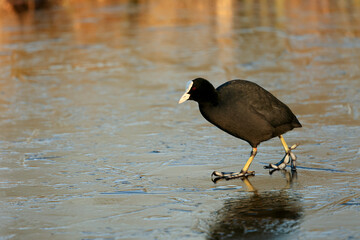 A common coot (Fulica atra) on a frozen canal and ice in wildlife, near Delft, The Netherlands. 