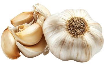 Fresh garlic bulb and cloves on a transparent background