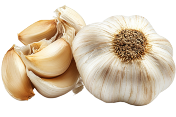 Fresh garlic bulb and cloves on a transparent background