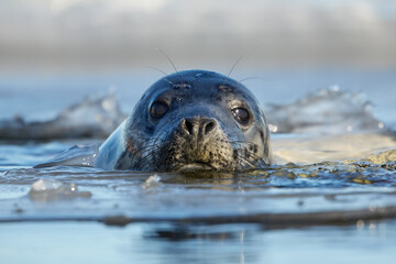 Closeup of grey seal looking out of the sea filled with ice