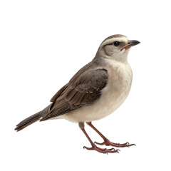 Naklejka premium Pale-Colored Bird Showcasing Juvenile Features in Natural Stance