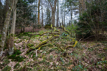 Trunks and branches of fallen trees covered with moss. Twisted branches covered with moss lie...