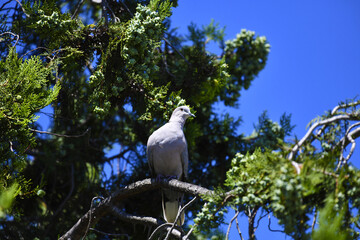Peace-loving bird, «Ringed Dove» (lat. Streptopelia decaocto). A small dove, light beige color, sits on a cypress branch.