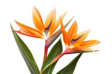 orange Strelitzia Reginae tropical flowers. Isolated on transparent background