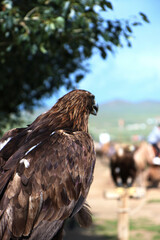 Cows and eagles in the fields of the Nautical Terelj National Park