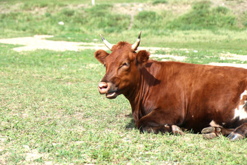 Cows and eagles in the fields of the Nautical Terelj National Park