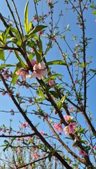 beautiful pink flowers of peach tree in spring