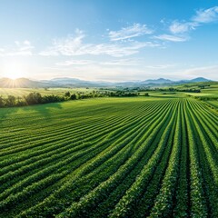Biodynamic farming results in vibrant crops open field panoramic shot soft diffused light flourishing landscape
