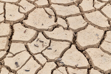 cracked and dried mud as background and texture
