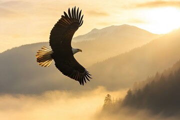 Obraz premium A bald eagle soaring over a misty mountain range at sunrise