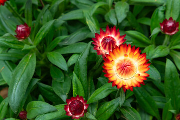 beautiful immortelle or helichrysum at horizontal composition