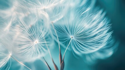 Naklejka premium Delicate dandelion seeds in teal background