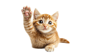Cute orange kitten waving its paw with curiosity