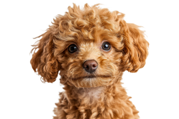 Playful curly haired dog with bright eyes