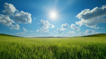 Obraz premium Vibrant green field under a bright sunny sky with fluffy white clouds. Lush vegetation stretches to the horizon.