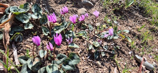 wild cyclamen flowers in nature