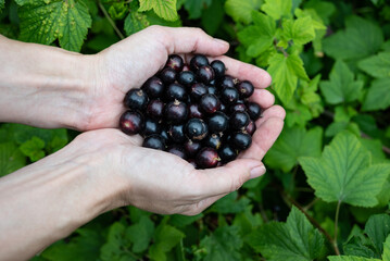 Hands holding freshly harvested black currants against a lush green background in a garden setting