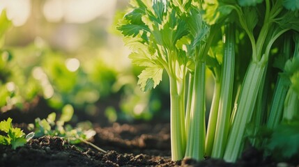Obraz premium Close-up of Vibrant Celery Growing in the Earth, Bathed in Sunlight, ready to harvest