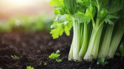Obraz premium Close-up of fresh celery stalks growing in rich soil under warm sunlight