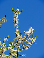 Cherry blossom (Prunus avium) against a blue sky in Tremosine.