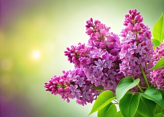 Obraz premium Villosa Syringa: Graceful blossoms, perfect backdrop.