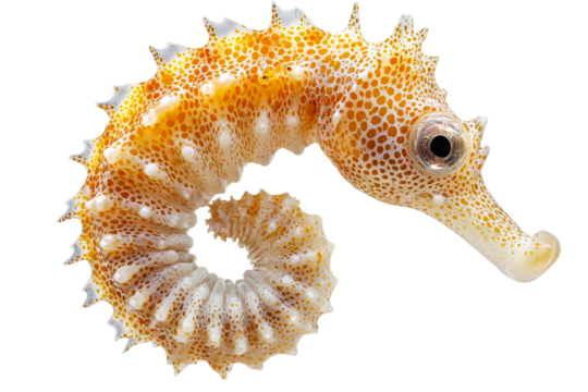 Unique seahorse with vibrant patterns and colors