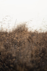 dry grass