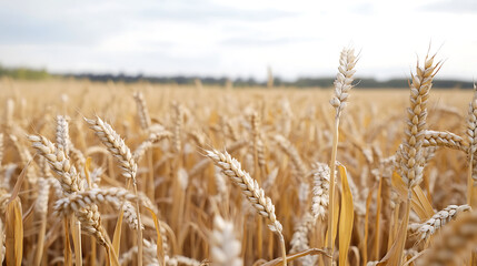 Golden wheat field with ripe grains swaying under soft cloudy sky, evoking sense of abundance and tranquility in rural landscape