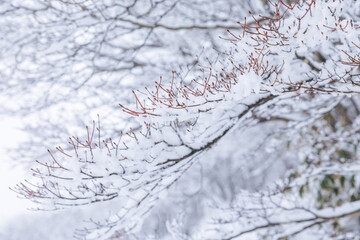 雪景色。