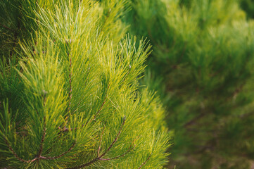 Vibrant green pine needles in natural forest light