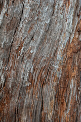 Natural relief background of tree bark