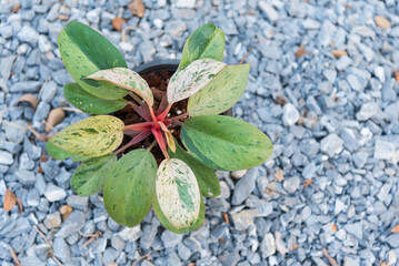 Closeup focus to PPhilodendrone RedCongo, Closeup focus to Philodendrone RedCongo dwarf  