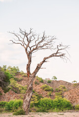 Dead tree stands alone in a rural field under a soft evening sky