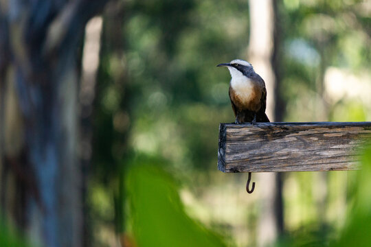 Grey-crowned Babbler bird on post