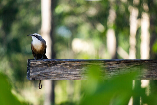 Grey-crowned Babbler bird on post