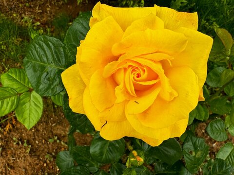 Close-up of a beautiful bright large yellow rose. Rosa 'Sunsprite' is a rose variety developed by Reimer Kordes and introduced in 1973.