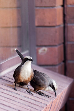 Native grey-crowned babbler birds on windowsill of house