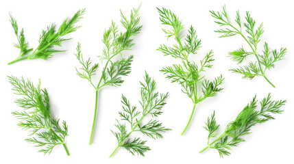 Obraz premium dill isolated on white background